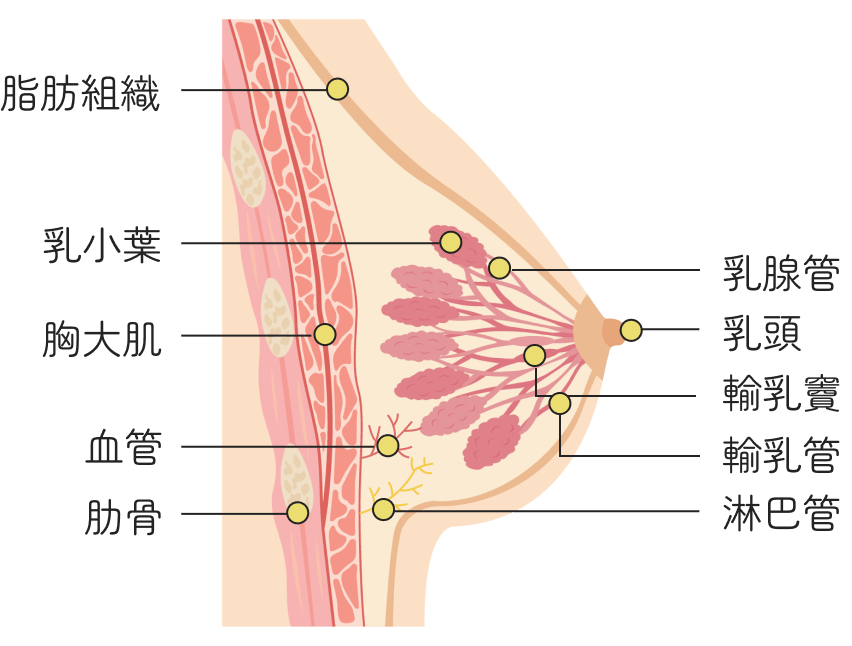 什麼是乳癌?